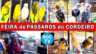 Feira de Pássaros e Gaiolas do Cordeiro passaros criarpassaros feiralivre [upl. by Yesrod369]