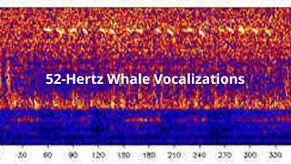 52 Hertz Whale Sounds [upl. by Ekyt265]