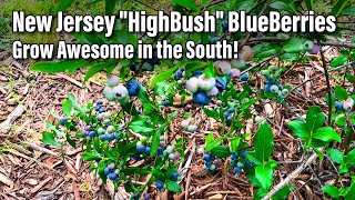 New Jersey quotHighBushquot BlueBerries Grow Awesome in the South [upl. by Philpot]