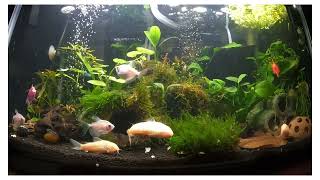 10 Gallon Planted Community Tank [upl. by Honniball]