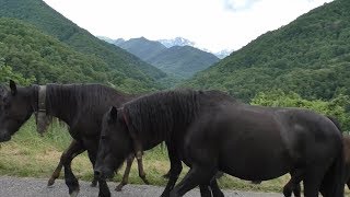 Transhumance en Bethmale Ariège juin 2018 [upl. by Reifel]