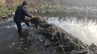 “BEAVERS FLOODGATE FALLS” Unclogging Beaver Dam From Culvert Discharge [upl. by Eilyr]