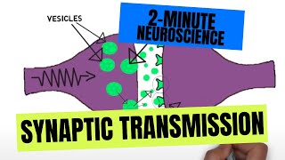 2Minute Neuroscience Synaptic Transmission [upl. by Laryssa]