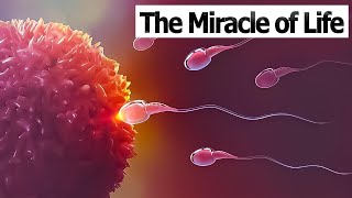 CONCEPTION TO FETUS  The Miracle of Life  Medical 3D Animation of ConceptionFertilization [upl. by Ecidna146]