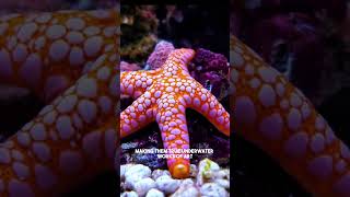 Amazing World of Starfish [upl. by Annekim729]