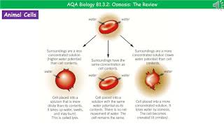 AQA Biology B132  Osmosis [upl. by Zingale]