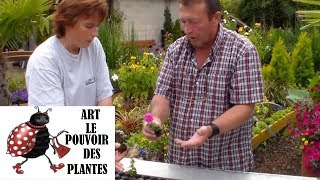 JardinageBoutures de surfinias comment faire une bouture [upl. by Barbaresi]