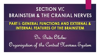 BRAINSTEM amp CRANIAL NERVES PART I – MORPHOLOGY OF THE MIDBRAIN PONS amp MEDULLA OBLONGATA [upl. by Ahtela286]