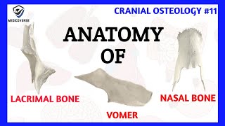 Lacrimal Bone Anatomy  Nasal Bone Anatomy  Vomer Bone Anatomy  Cranial Osteology 11 [upl. by Rolyat964]