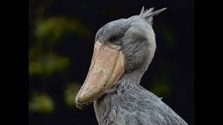 Shoebill storks sound effectThe Prehistoric bird [upl. by Oiretule3]