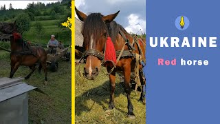 From the life of the Ukrainian horse 2017 [upl. by Annaira93]