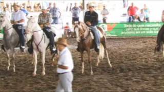 Expococi Paso 09 Juzgamiento Caballo Costarricense de Paso 1 [upl. by Asirahc]