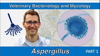 Aspergillus Part 1  Veterinary Bacteriology and Mycology [upl. by Yendic]