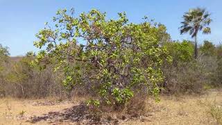 visitei a caatinga de martinopole ceara [upl. by Ellehciram]