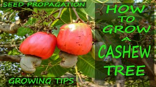 Cashew Tree Growing Tips  EASY Seed Propagation [upl. by Kalbli581]