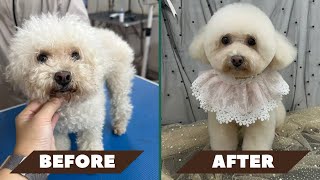 Transform Your Adorable Poodle AtHome Grooming Guide  Poodle Grooming [upl. by Bohner]