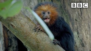 Tiny baby Tamarin joins the family hunt  Primates  BBC [upl. by Schurman]