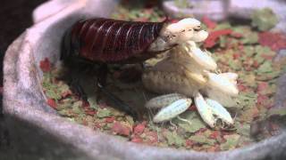 Madagascar Hissing Cockroach Giving Live Birth [upl. by Lancaster]