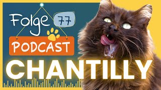 Folge 77 Die ChantillyTiffany  Ein Rasseprofil mit Schnurrfaktor [upl. by Suilmann]