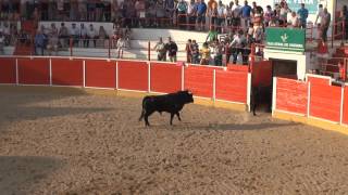 ESPECTACULAR DESENCAJONAMIENTO DE NOVILLOS EN FITERO NAVARRA 12 09 2014 [upl. by Cimbura]