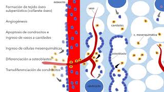 Osteogénesis [upl. by Undis]