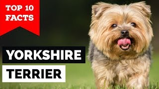 Yorkshire Terrier – Top 10 Facts Toy Dog [upl. by Mariska885]