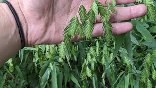 Back to Basics with Chasmanthium latifolium [upl. by Durrett125]