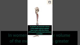 GRACILIS muscleThe muscle reason for Groin pain clinicalanatomy clinical impotance shortsfeed [upl. by Ahsinrev]