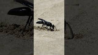 Giant spider wasp Auplopus digging the sand [upl. by Imot144]