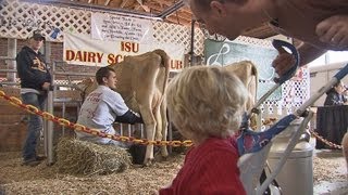 Milking a Cow  Iowa State Fair 2012 [upl. by Quartis764]