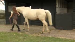 What causes laminitis [upl. by Hilel]