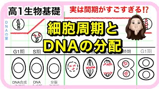 【生物基礎】細胞周期とDNAの分配 [upl. by Hcir]