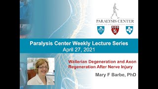 Wallerian Degeneration and Axon Regeneration After Nerve Injury  Mary F Barbe PhD [upl. by Ragucci534]