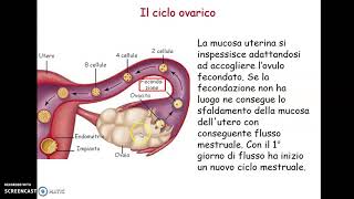 La riproduzione e lapparato riproduttivo umano 2 [upl. by Gardas]