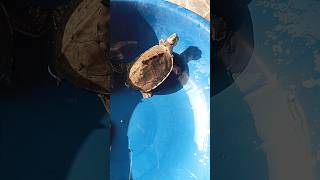 🤨 How to buy turtle online in india shorts turtle tortoise pets animals [upl. by Onailime75]