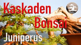 Kaskaden Bonsai Eine anspruchsvolle aber auch wunderschöne Gestaltungsform [upl. by Joya]