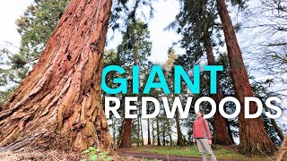 America’s Giant Redwoods are Thriving in Britain  here’s why [upl. by Aniluj263]