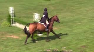 Video of QUANTONIUS ridden by BLAKE MERDINGER from ShowNet [upl. by Assiluy]