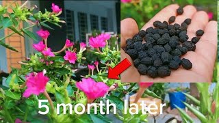 How to grow Mirabilis jalapa5 o clock flower [upl. by Lord387]