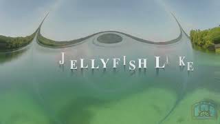 Derawan Dive Lodge Jellyfish Lake Promo [upl. by Derr]