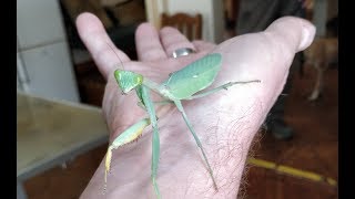 Sphodromantis viridis [upl. by Lib34]