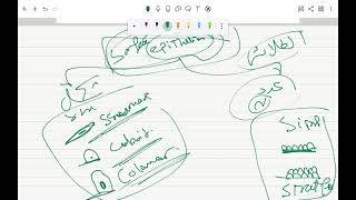 simple epithelium [upl. by Devondra]