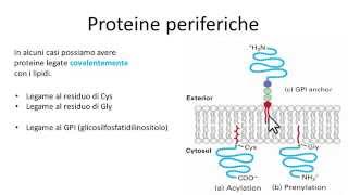 Proteine periferiche di membrana [upl. by Lairea]