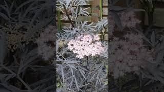 Sambucus nigra Black Lace in flower Now [upl. by Kristal641]