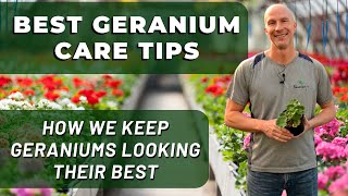 Best GERANIUM Care Tips  What Weve Learned To Keep Geraniums Looking Their Best [upl. by Ikcir934]