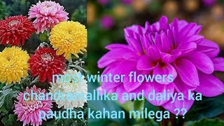 most winter flowers chandramallika and daliya ka paudha kahan milega [upl. by Naanac]