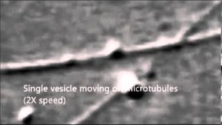 Vesicle movement along microtubules [upl. by Einnahpets]