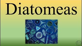 DiatomeasBIOPEDIA [upl. by Novej]