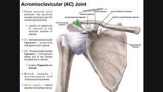 The Acromioclavicular AC Joint  Anatomy and Function [upl. by Aynna]