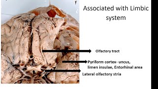 Limbic System  CNS  Neuro ANATOMY [upl. by Annaierb]